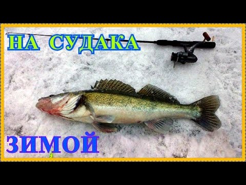 Видео: Приемы ловли судака зимой - Рыбалка. Снасти и способы