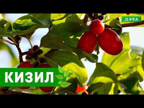 Видео: Вкусный Сад: КИЗИЛ - как посадить и вырастить у себя в саду