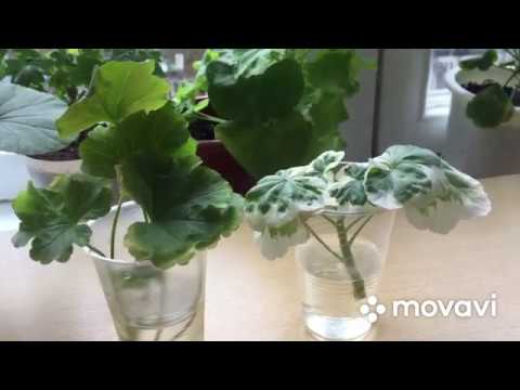 Видео: Почему нельзя укоренять сортовые розебудные пеларгонии в воде?!