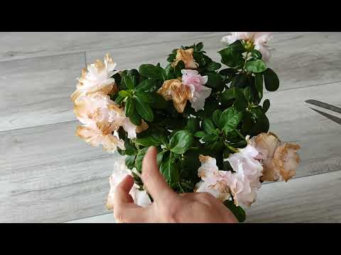 Видео: ОБРЕЗКА АЗАЛИИ после цветения. #азалия #обрезкаазалии #цветениеазалии #азалияштамбовая