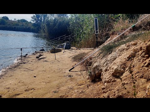 Видео: Великий карась і багато клювань. Риболовля на завезення.