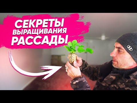 Видео: Секреты Трей рассады. Trey plants