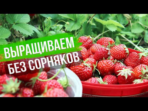 Видео: Выращивание земляники на гряде. Полив, подкормки и обработка земляники садовой