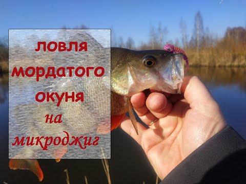 Видео: Ловля мордатого окуня на микроджиг