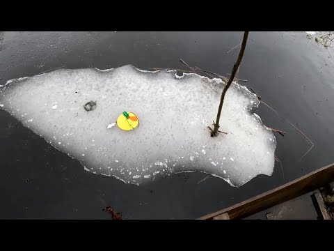 Видео: Жерлиці на кригах риболовля на жерлиці з барсіком