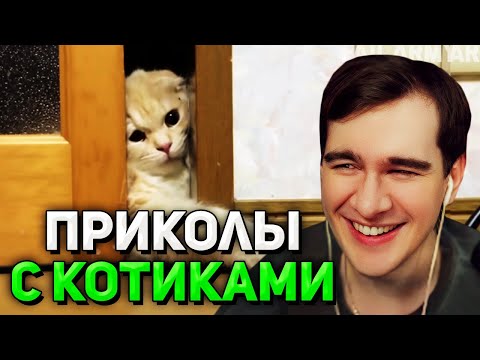 Видео: Братишкин СМОТРИТ - Подборка смешных котов