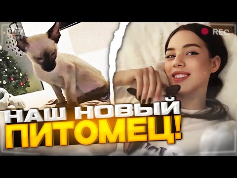 Видео: НОВЫЙ КОТ АКУЛИЧ И КОРЕША! | ДОМАШНИЙ ИРЛ СТРИМ АКУЛИЧ С НОВЫМ ПИТОМЦЕМ В СЕМЬЕ ХАЗЯЕВ, КОТ БАРЯ