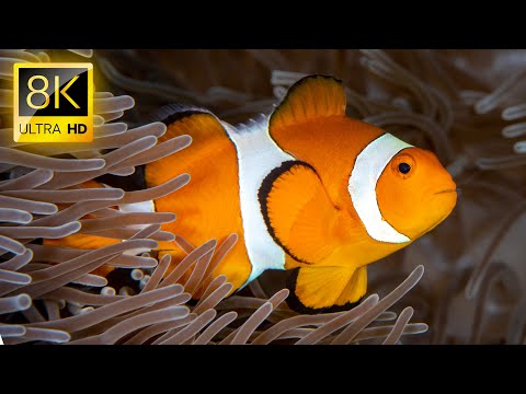 Видео: Скрытые чудеса океана: 8K Глубокий нырок 8K ULTRA HD #8K #ОКЕАН #ЖИВОТНОЕ