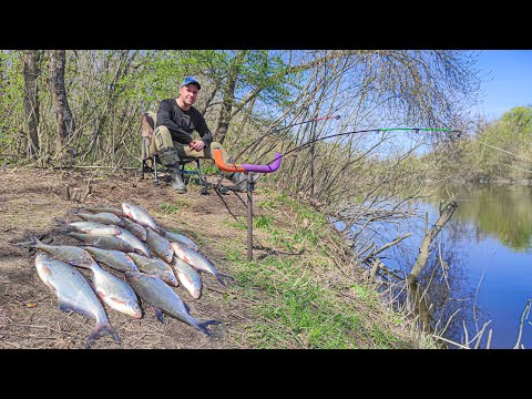 Видео: ГУСТЕРА почала КЛЮВАТИ!!!  Фідерна риболовля на річці Псел. Де ПЛІТКА???