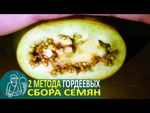 Видео: Выращивание рассады 🌿 Как собрать семена баклажан раскатыванием-высушиванием по технологии Гордеевых