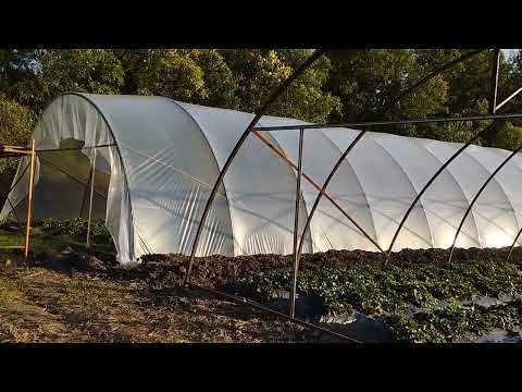 Видео: Среднего размера ягодное хозяйство