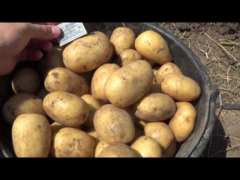 Видео: Картошка под перегной.