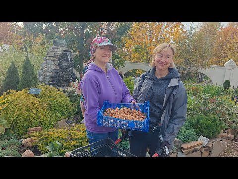 Видео: Один день из жизни садовника.(1,4 октября 2025)