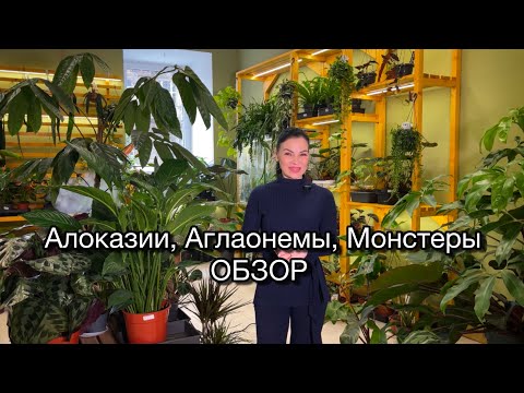 Видео: ОБЗОР растений🌱Наличие растений.Алоказии, Аглаонемы, Монстеры🪴