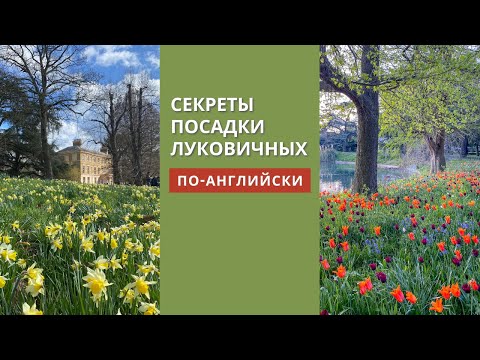 Видео: Как и когда сажать луковичные. Посадка нарциссов. Натурализация луковичных.