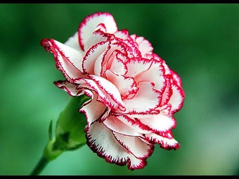 Видео: Гвоздика с переходом из зефирной полимерной глины. От Анны Горбуновой