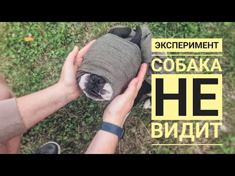 Видео: Интересный опыт/собака ориентируется только на слух и обоняние/первый опыт с бостон- терьером.