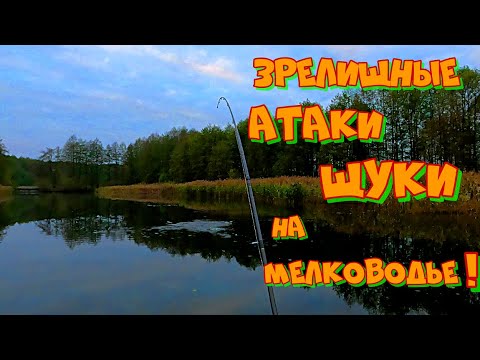 Видео: Ловля ЩУКИ на Мелководье ! Зрелищные АТАКИ ХИЩНИКА ! Поиск и Ловля АМУРА Поздней осенью .