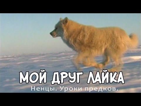 Видео: Ненцы.  Уроки предков.  Мой друг лайка.