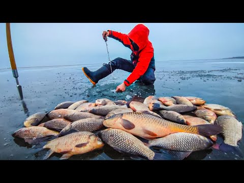 Видео: СНОВА ПЕРВЫЙ ЛЁД! САЗАНЫ РВУТ ЛЕСКУ, КАРАСИ КОНИ НЕ ЛЕЗУТ В ЛУНКУ! Зимняя рыбалка 2023