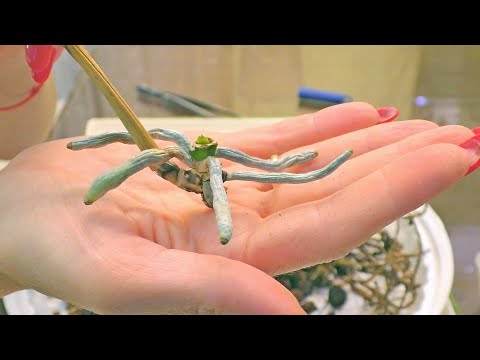 Видео: Сажаем пенек оставшийся от орхидеи... и ЖДЕМ ДЕТКУ 👶!