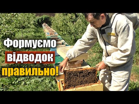 Видео: Як правильно зробити ранній відводок бджіл?