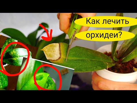 Видео: ГНИЛЫЕ, ВОНЮЧИЕ, МОКРЫЕ пятна на Листьях ОРХИДЕИ, как лечить и что делать с ними?