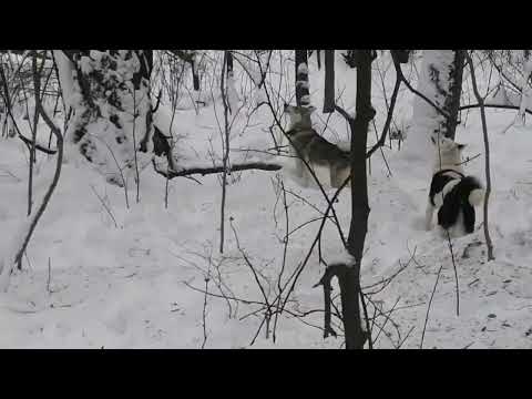 Видео: 10 декабря 2023 г.