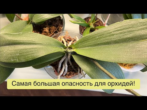 Видео: Орхидеи. Выживут не все! 🌸🤷🏼‍♀️