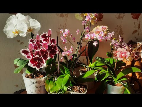 Видео: Орхидейный уголок🌿🌸🌿🏵🌿Цветение азиатских подростков#phalaenopsis #orchid #цветы #азиатскиеподростки
