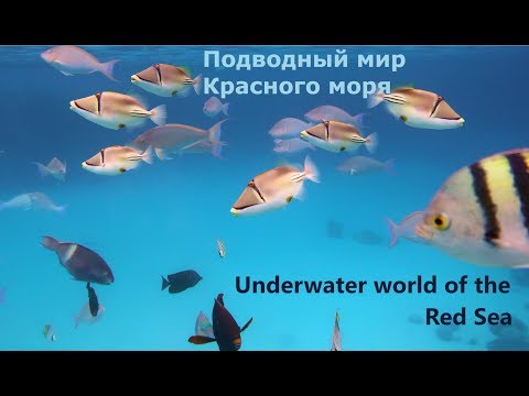 Видео: Подводный мир Красного моря. Бухта Наама Бей.