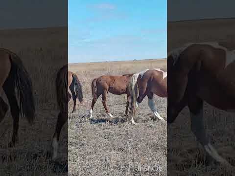 Видео: Кереметiн үйiрi 29.09.25