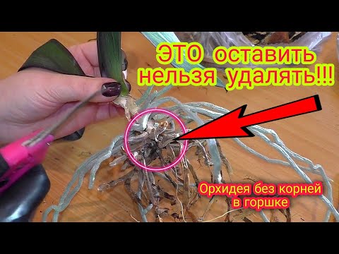 Видео: КОРНИ ОРХИДЕИ превратились В Прах. Восстановление НА АТМОСФЕРНЫХ КОРНЯХ. Орхидейная запаска☝️