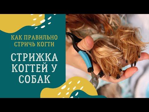 Видео: Как стричь когти собаке йорку: как правильно обрезать когти йоркширскому терьеру в домашних условиях