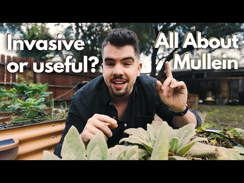 Видео: 7 вещей, которые вам НУЖНО знать перед выращиванием коровяка