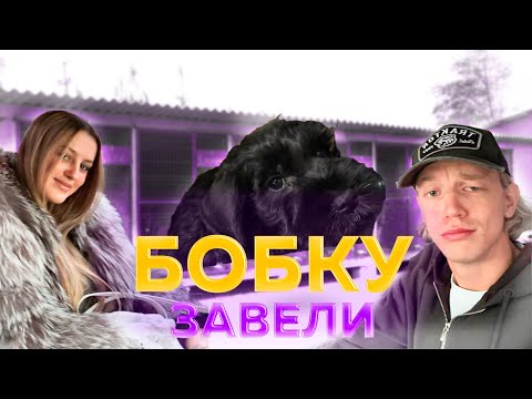 Видео: ЗАВЕЛИ БОБКУ. КАЯ И САША ПОКУПАЮТ СОБАКУ