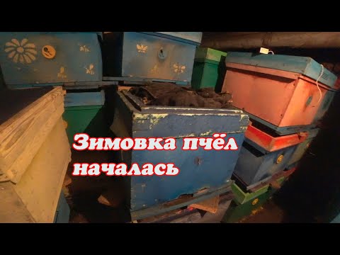 Видео: ЗИМОВКА ПЧЁЛ НАЧАЛАСЬ, ЗИМОВНИКИ, ТЕЛЕЖКА, БРОДЯЧИЙ ПЁС