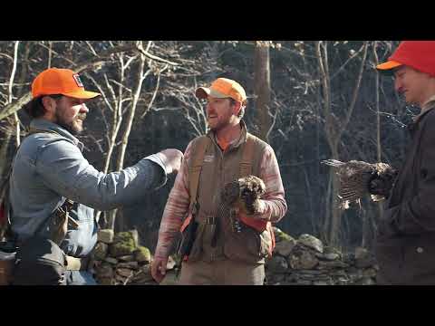 Видео: Традиционная охота на куропаток в горах Катскилл