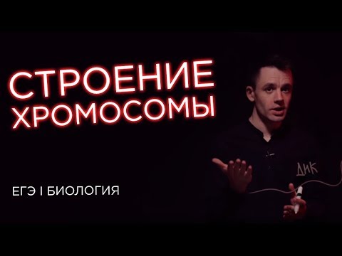 Видео: Строение хромосомы | ЕГЭ Биология | Даниил Дарвин