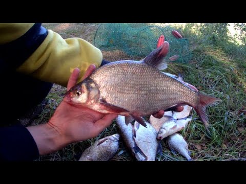 Видео: КРУПНЫЙ ЛЕЩ НА РЕКЕ УРАЛ. РЫБАЛКА ПРОСТО СКАЗКА