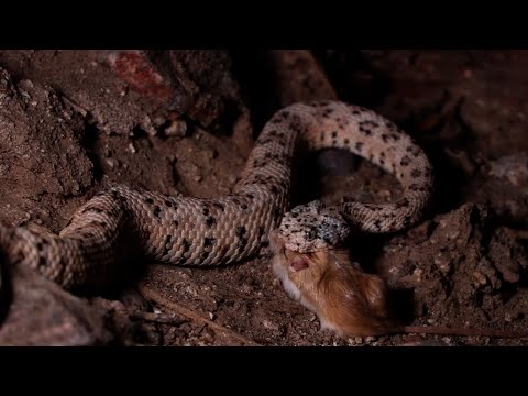 Видео: Эта Ядовитая Рептилия не уползает при виде человека - ГРЕМУЧАЯ ЗМЕЯ!