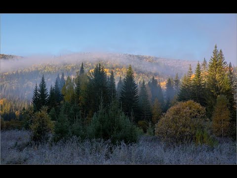 Видео: Таков священный закон тайги.