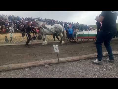 Видео: Конно състезание Разлог 2019 г. Кон Лео с. Конарско категория до 800 кг. 1-во място 🥇🥇