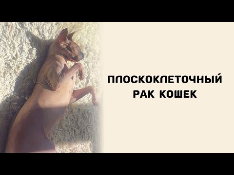 Видео: Плоскоклеточный рак кошек. История Тутси