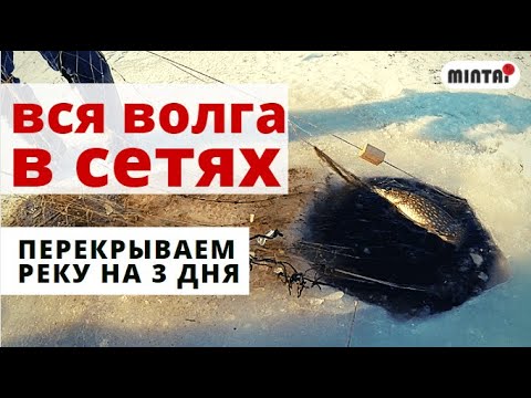 Видео: Проверяем СЕТИ на Волге! Неожиданный улов на мелководье.