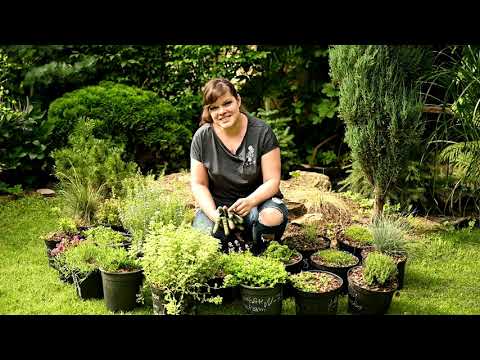 Видео: Засаживаю альпийскую горку / Мои любимые клематисы