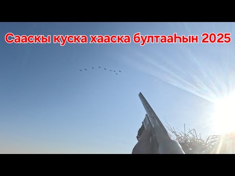 Видео: СААСКЫ КУСКА ХААСКА БУЛТААҺЫН 2025 ГОРНЫЙ УЛУС /ВЕСЕННЯЯ ОХОТА НА УТОК И ГУСЕЙ 2025