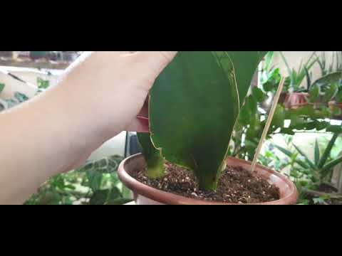 Видео: Мои сансевьерии. Часть 1