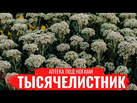 Видео: ТЫСЯЧЕЛИСТНИК / О правилах сбора, нюансах заготовки и приготовлении настоев / Аптека под ногами