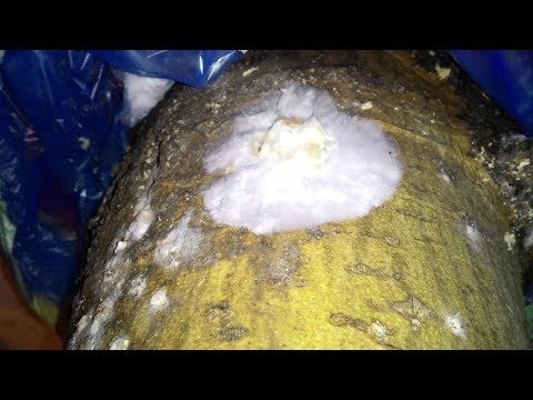 Видео: Грибы вешенка на пнях. Опыт выращивания глазами начинающего.  Часть третья.